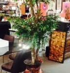 Two-Head Green Ruscus 7'